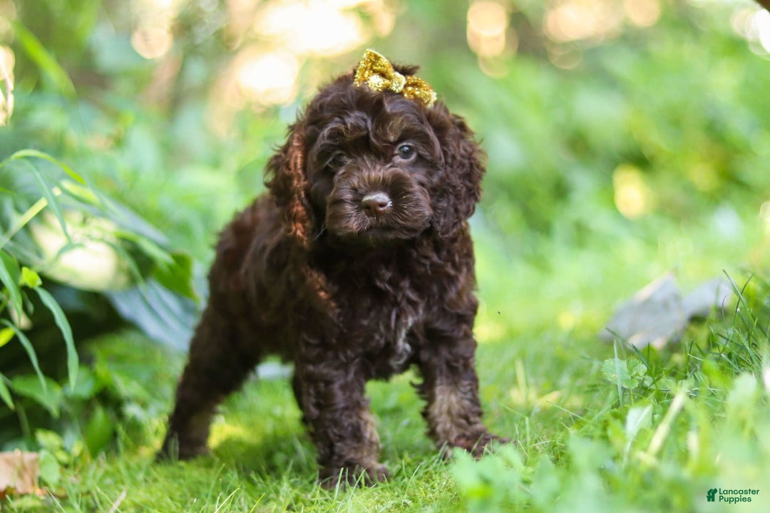 Cockapoo dogs for sale: Akira - Image 2