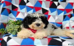 Cavapoo dogs for sale: Edmond Hypoallergenic - Image 6