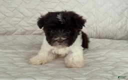 Miniature Schnauzer dogs for sale: Fancy Female 2 Akc Liver Parti - Image 5