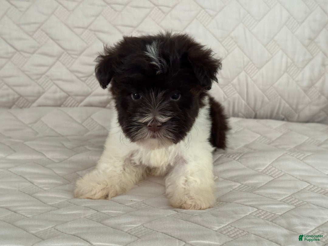 Miniature Schnauzer dogs for sale: Fancy Female 2 Akc Liver Parti - Image 5