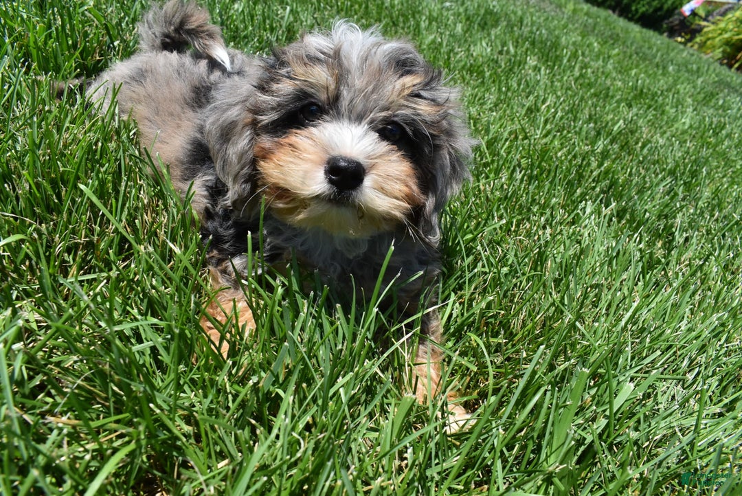 Havapoo dogs for sale: Zipper - Image 10