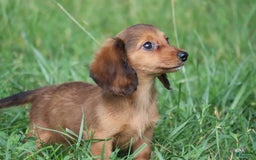 Miniature Dachshund dogs for sale: Dora - Image 3
