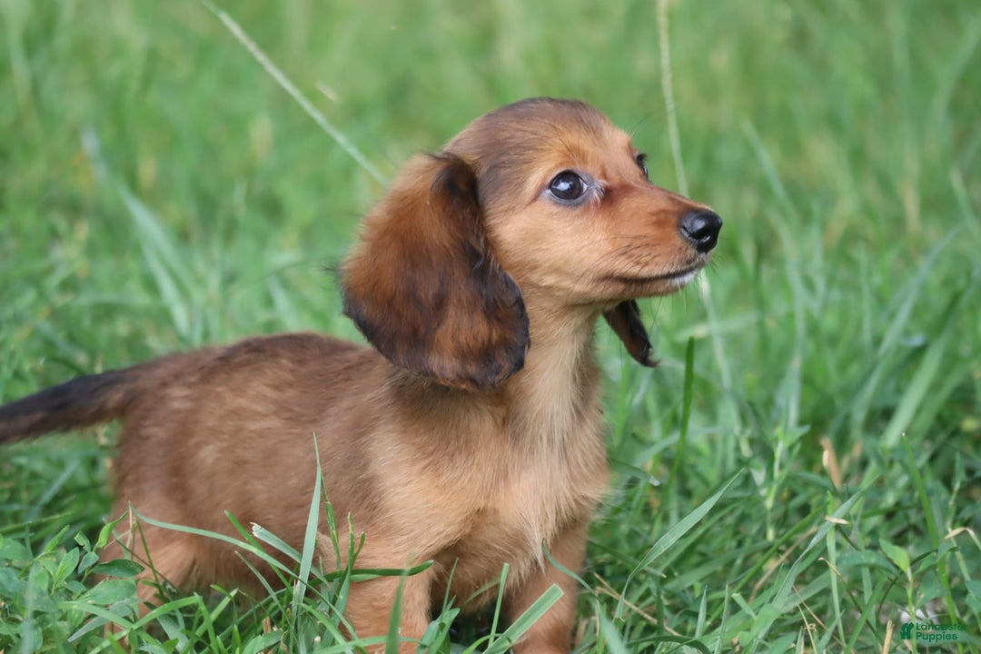 Miniature Dachshund dogs for sale: Dora - Image 3