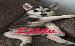 Gerberian Shepsky dogs for sale: Gerberian Shepsky 10 puppies - Image 6