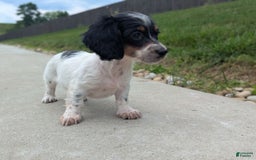 Dachshund dogs for sale: Lilly - Image 3