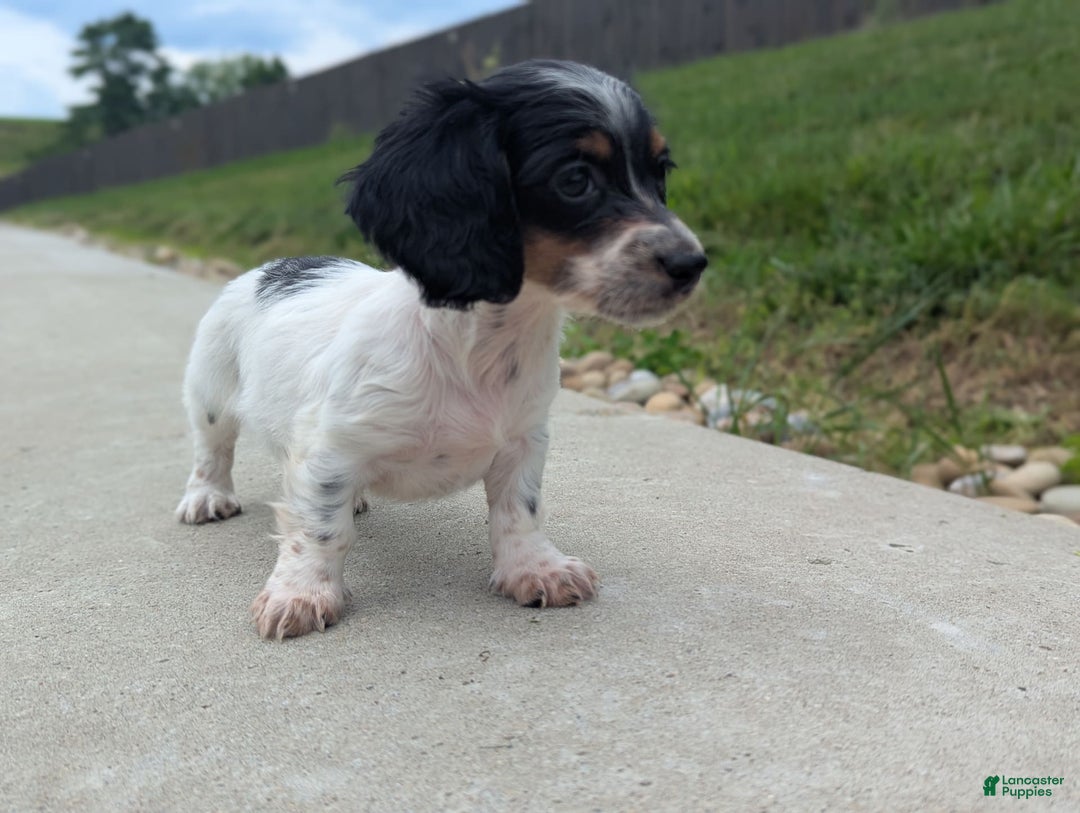 Dachshund dogs for sale: Lilly - Image 3