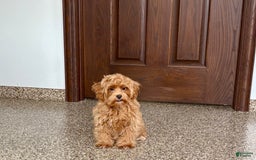 Maltipoo dogs for sale: Cody - Image 6