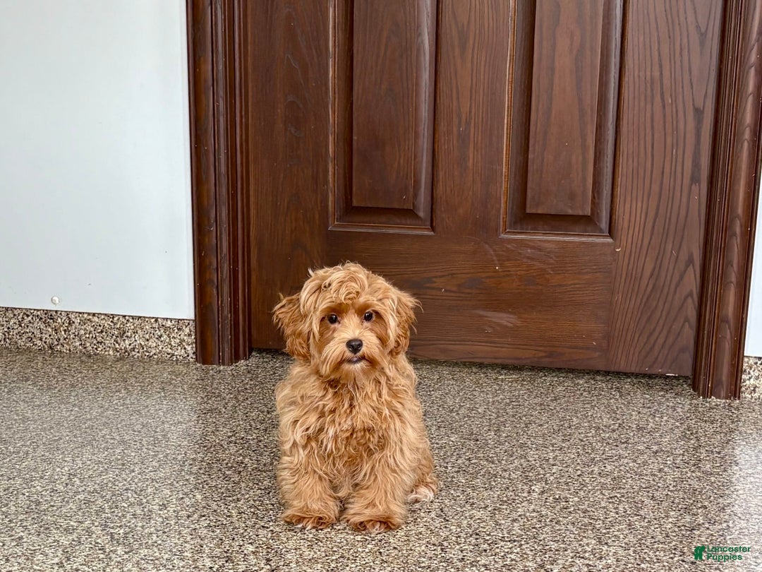 Maltipoo dogs for sale: Cody - Image 6