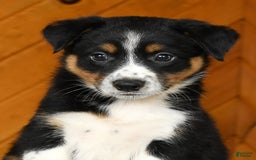 Australian Shepherd dogs for sale: August - Image 4