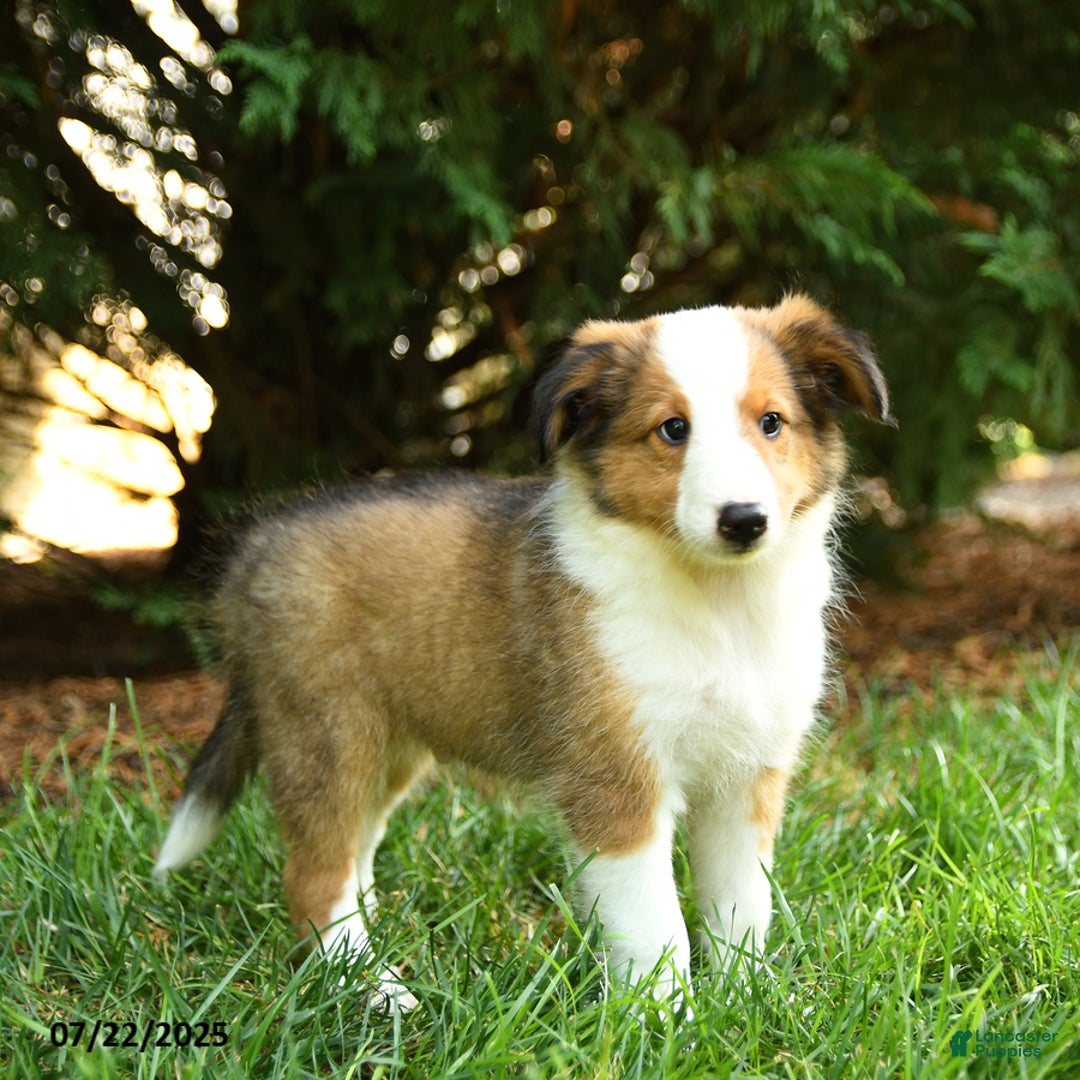 Shetland Sheepdog dogs for sale: Lightning - Image 3