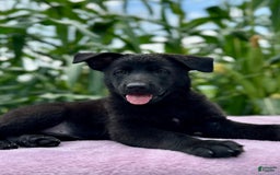 German Shepherd dogs for sale: Ember - Image 1