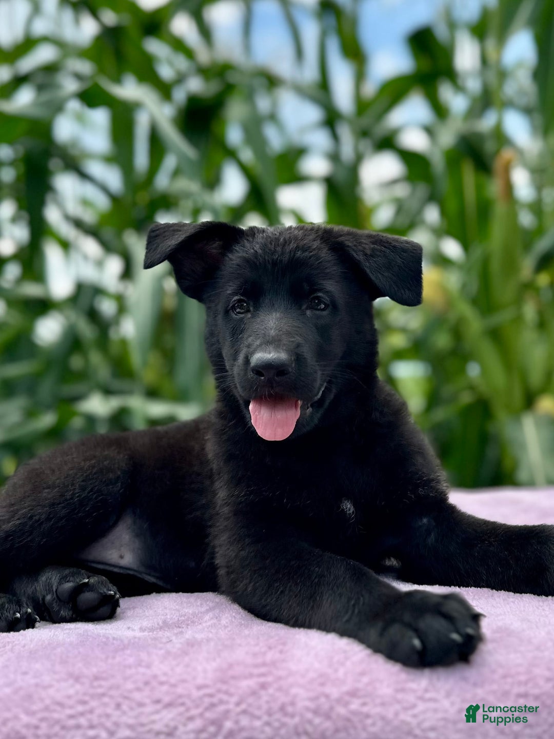German Shepherd dogs for sale: Ember - Image 1
