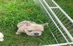 French Bulldog dogs for sale: Jax - Image 3