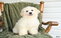 Maltipoo dogs for sale: Lucky - Image 4