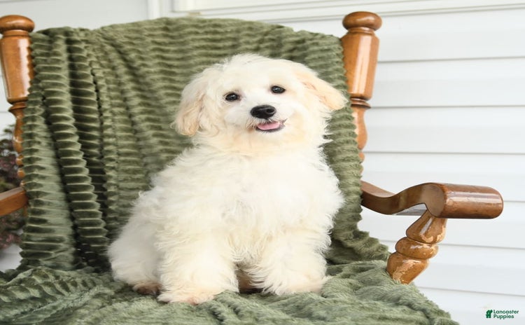 Maltipoo dogs for sale - Ad 1