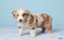 Australian Shepherd dogs for sale: Nova - Image 3