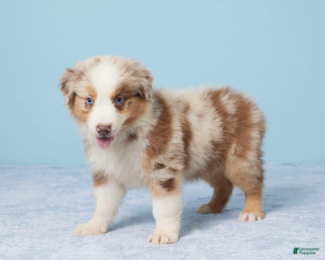 Australian Shepherd dogs for sale: Nova - Image 3
