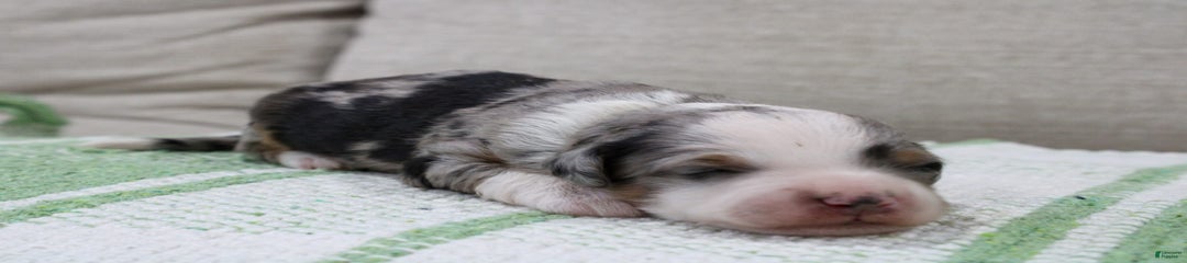 Levi