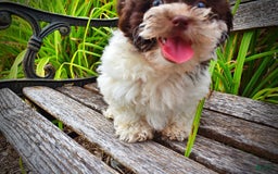 Havapoo dogs for sale: Destiny - Image 7