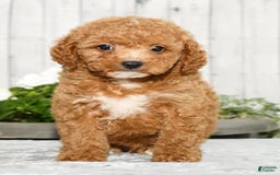 Cavapoo dogs for sale: Travis - Image 1