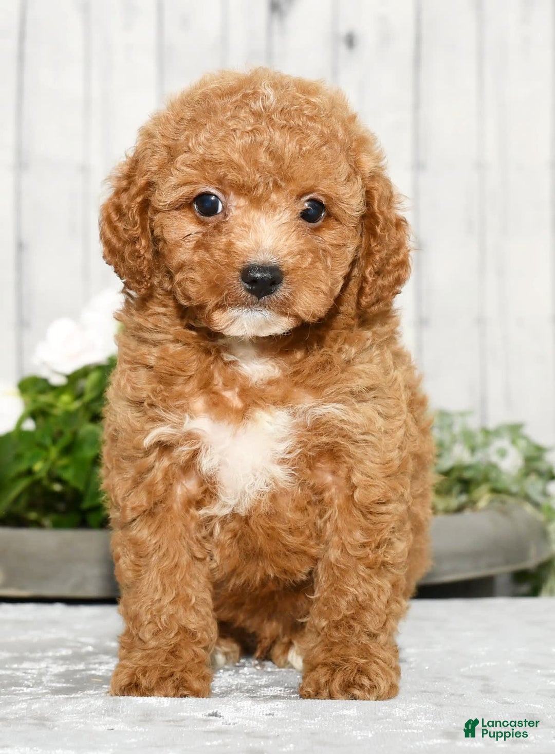 Cavapoo dogs for sale: Travis - Image 1