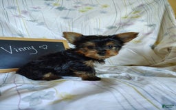 Yorkshire Terrier dogs for sale: Vinny - Image 6