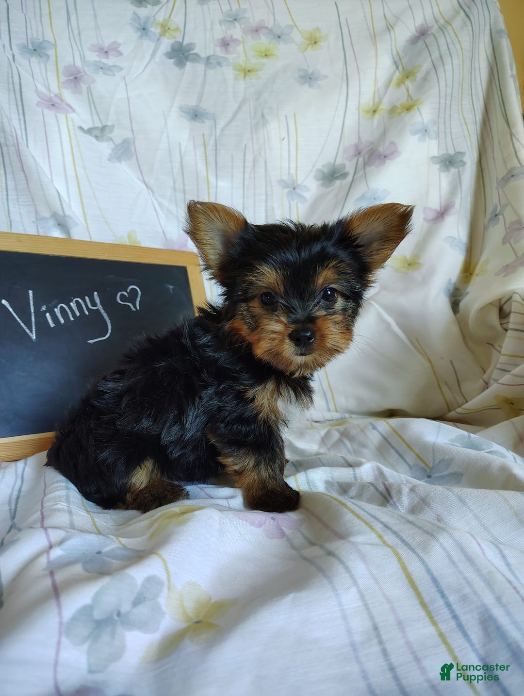 Yorkshire Terrier dogs for sale: Vinny - Image 6