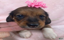 Miniature Dachshund dogs for sale: Baby Cleo - Image 3
