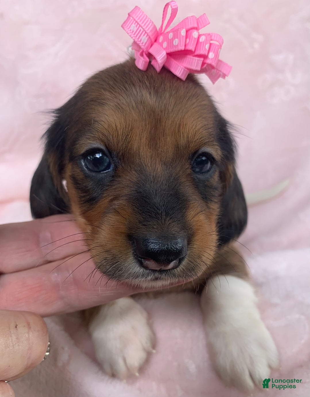 Miniature Dachshund dogs for sale: Baby Cleo - Image 3