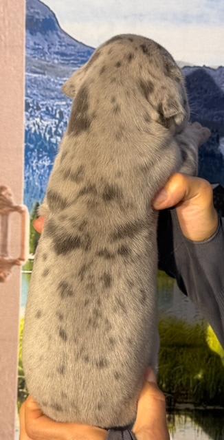 Great Dane dogs for sale: Louie - Blue Merle - Image 4