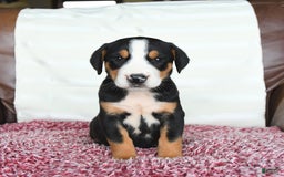 Greater Swiss Mountain Dog dogs for sale: Georgia - Image 11