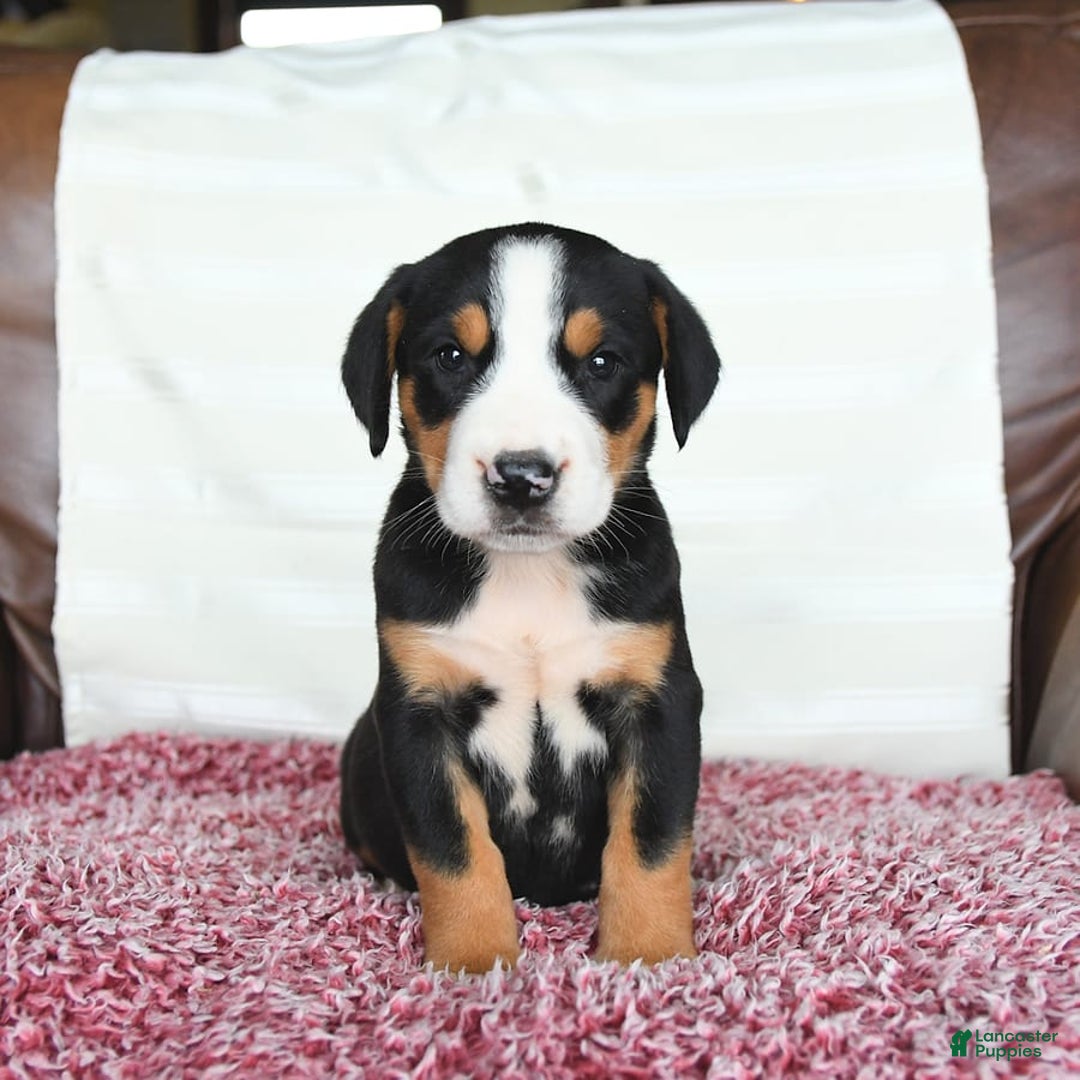Greater Swiss Mountain Dog dogs for sale: Georgia - Image 11