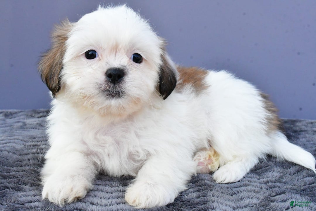 Shih Tzu dogs for sale: Shih Tzu 5 puppies - Image 1