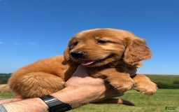Golden Retriever dogs for sale: Fin - Image 4