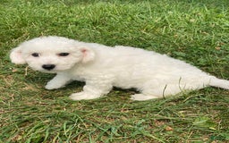 Bichon Frise dogs for sale: Blu - Image 4