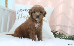 Goldendoodle dogs for sale: Snickers - Image 4