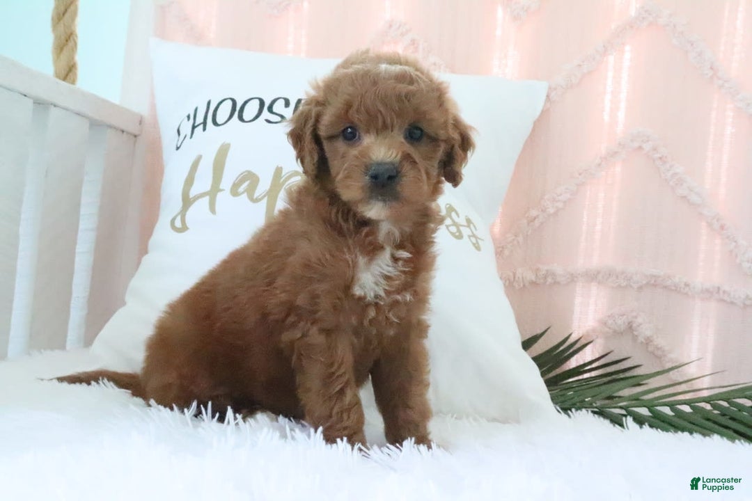 Goldendoodle dogs for sale: Snickers - Image 4