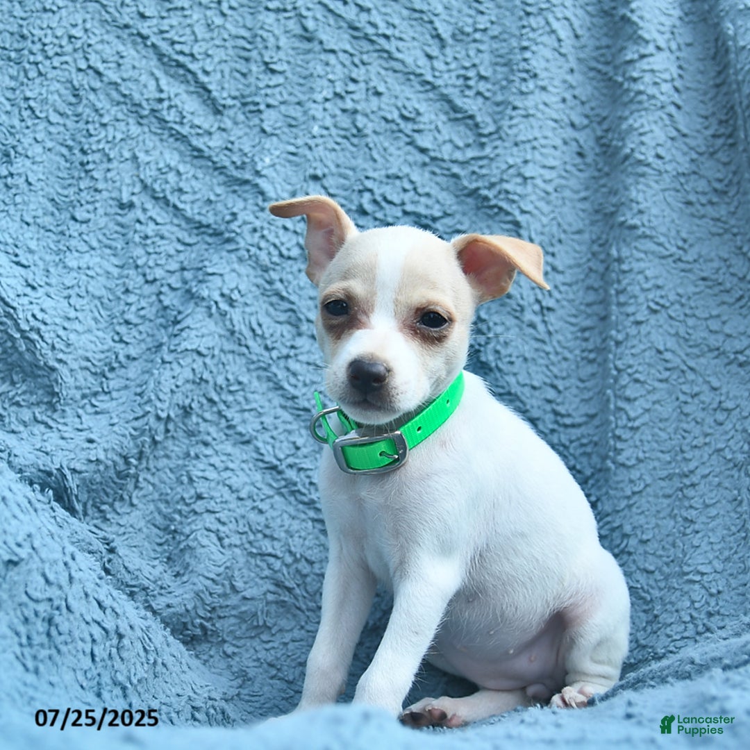 Toy Fox Terrier dogs for sale: Scarlett - Image 2