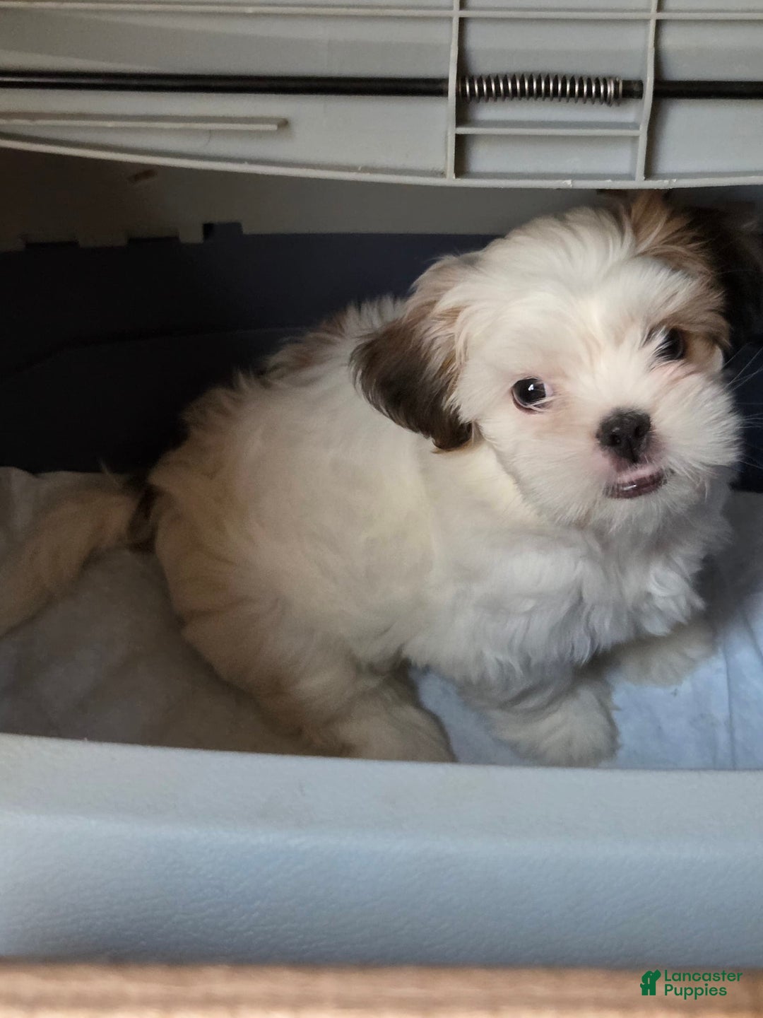 Shih Tzu dogs for sale: Fat Girl - Image 2