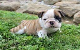 English Bulldog dogs for sale: Wendy - Image 10