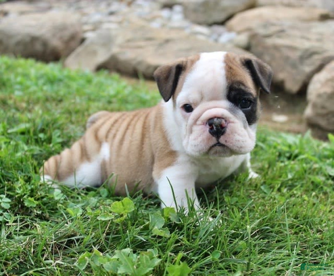 English Bulldog dogs for sale: Wendy - Image 10