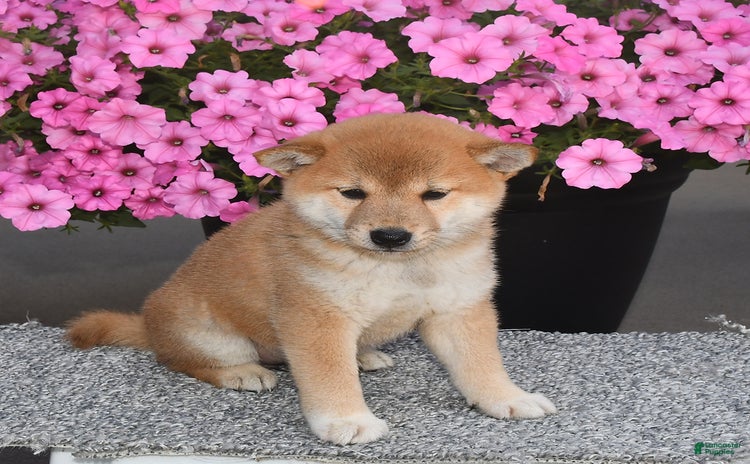Shiba Inu dogs for sale - Ad 2