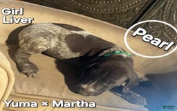 German Shorthaired Pointer dogs for sale: German Shorthaired Pointer 5 puppies - Image 15