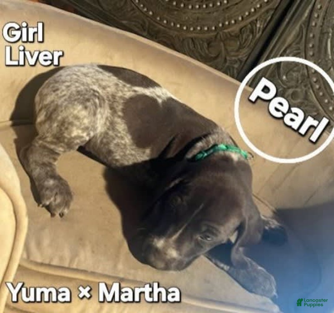 German Shorthaired Pointer dogs for sale: German Shorthaired Pointer 5 puppies - Image 15