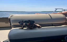 Dachshund dogs for sale: Chewy - Image 7