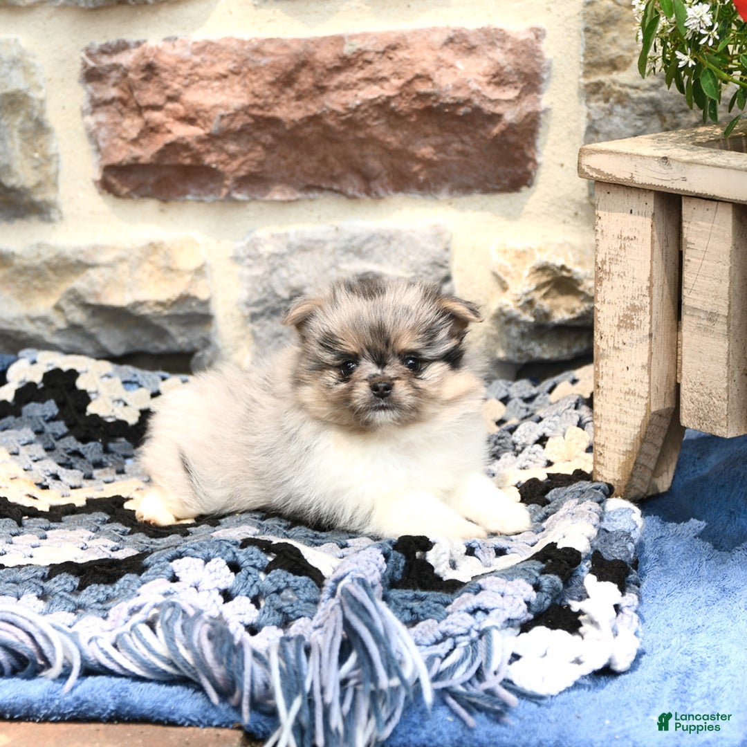 Pomeranian dogs for sale: Cooper - Image 2