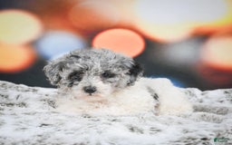Miniature Poodle dogs for sale: Amber - Image 7