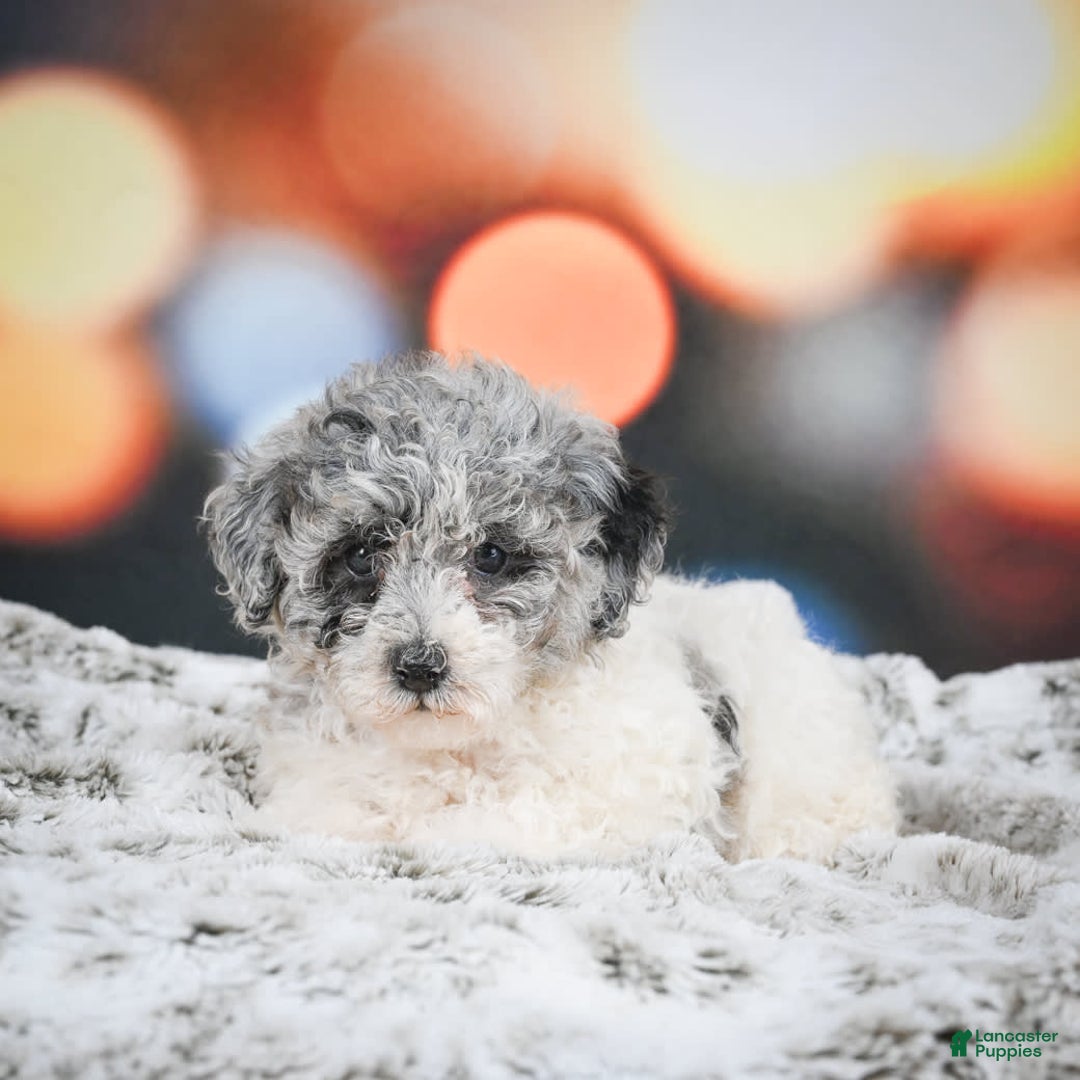 Miniature Poodle dogs for sale: Amber - Image 7