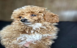 Toy Poodle dogs for sale: Lada - Image 11