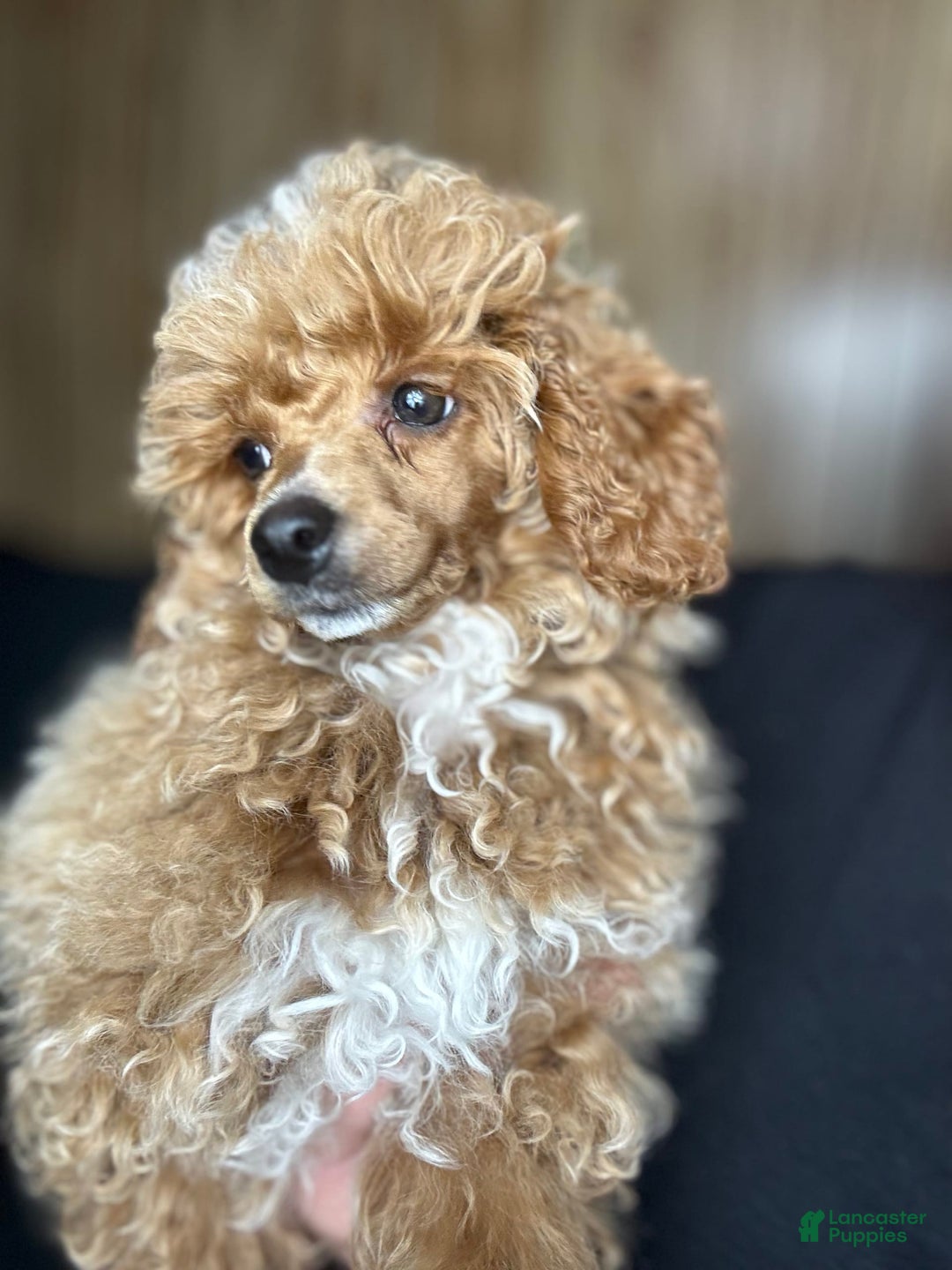 Toy Poodle dogs for sale: Lada - Image 11